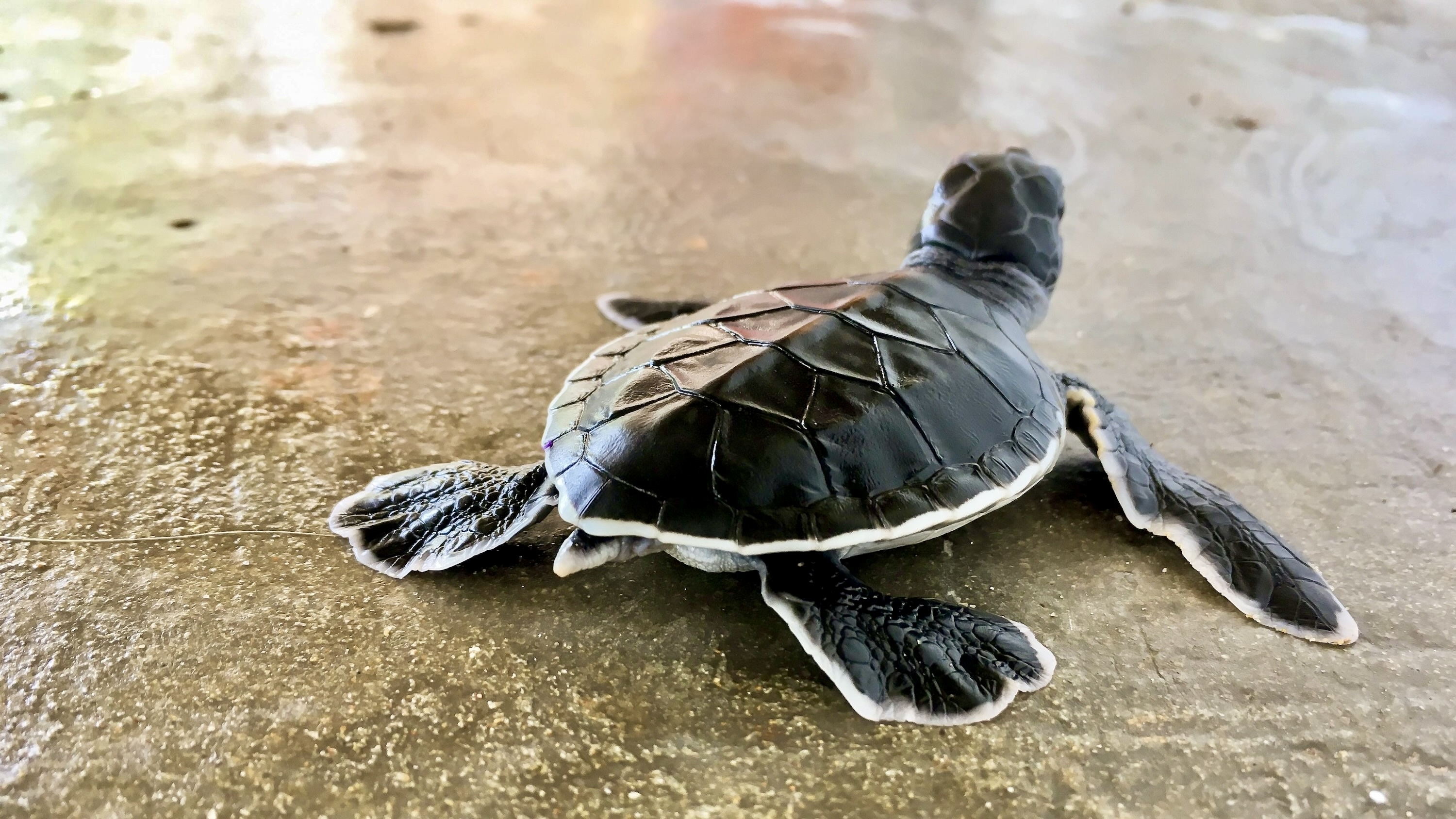 Costa Navarino Villa 1 in Olive Grove